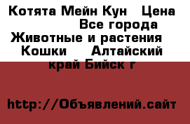 Котята Мейн Кун › Цена ­ 15 000 - Все города Животные и растения » Кошки   . Алтайский край,Бийск г.